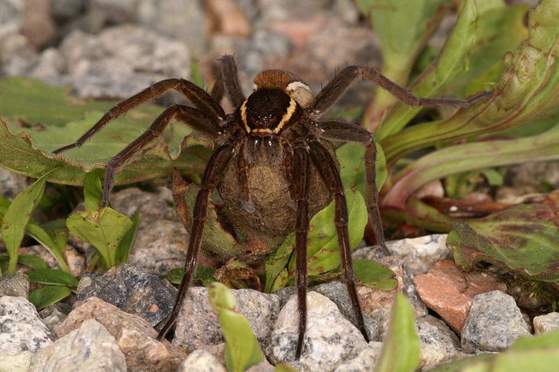 Dolomedes_fimbriatus_D5098_Z_90_Canal du Nivernais_Frankrijk.jpg